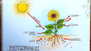 photosynthesis diagram drawing
