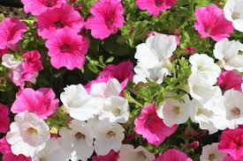 We did not find results for: Petunias How To Plant Grow And Care For Petunias The Old Farmer S Almanac