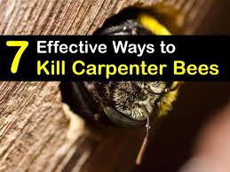 7 effective ways to kill carpenter bees
