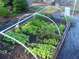 Daly Growing Vegetables In Small
