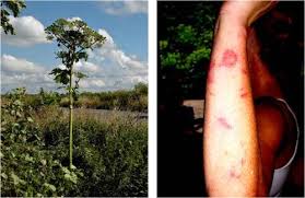 Dangers Of Giant Hogweed Gb Non Native Species Secretariat