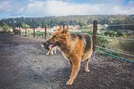 40 best dog friendly hikes in bay area
