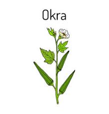 Lady finger plant (okra) goes by the botanical name abelmoschus esculentus and belongs to the mallow family. Ladies Finger Vegetable Vector Images 81