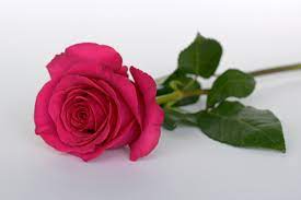 rose flower romance love blossom