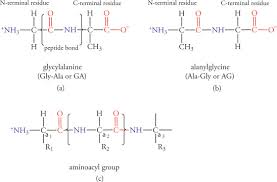 n terminal amino acid residue an