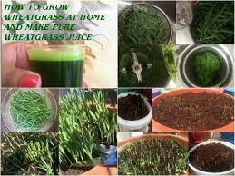 how to grow wheatgr at home