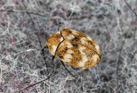 are carpet beetles harmful important