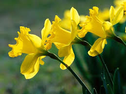 Fiori gialli con bulbi : Bulbi Narcisi Bulbi Coltivare Narcisi