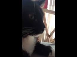 Some cats will, indeed, drool when they're exceedingly happy and purring up a storm. Jack Drooling Purring 11 2012 Youtube
