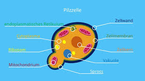 Benennen sie die phasen des zellzyklus! Zelle Biologie Aufbau Definition Und Typen Mit Video
