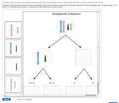 Meiosis terminology drag the labels from the left to their correct locations in the concept map on the right. Solved A Diploid Cell With 4 Chromosomes One Pair Metace Chegg Com