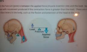 muscular system flashcards quizlet