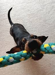 best dog toys for dachshunds
