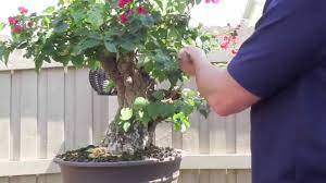 how to bonsai bougainvillea restyling