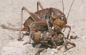 Mormon crickets are back — 3 inches long and wreaking havoc in Idaho |  Southern Idaho Agriculture News | magicvalley.com