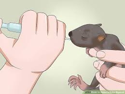 How To Raise A Baby Squirrel With Pictures Wikihow