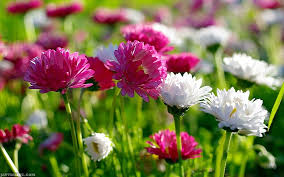 beautiful flowers with most flower