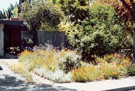 A Small Urban Native Wildflower Garden