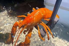 red lobster rescues rare orange lobster