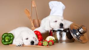 Dangers of homemade dog food; Homemade Dog Food Recipes The Best Way To Make Your Doggy Diet