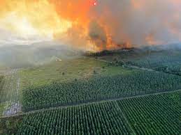 Canicule/Incendies. Records de températures, 15000 hectares détruits en  Gironde... les faits de ce lundi