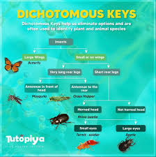 dichotomous keys cambridge igcse