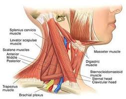 neck spasms symptoms causes
