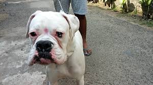 Boxers are raised for pet purpose cost about $600 to $1600 depending on origins and family records. Boxer Vs Indian Street Dog Roadasian Youtube