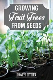 Espalier trees can also gain residual warmth and wind protection from the structure behind them. Growing Fruit Trees From Seeds You Save Homesteading