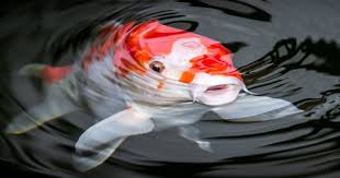 Koi Fish Everything You Need To Know About The Species