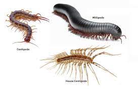 Get Rid Of Millipedes