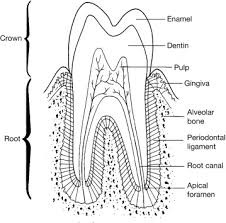 dentin an overview sciencedirect topics