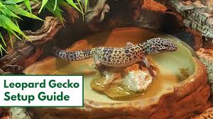 How To Set Up A Leopard Gecko Habitat Step By Step