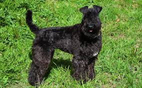 In search of breed type. Where To Find Kerry Blue Terrier Puppies For Sale Dogable