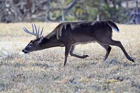 Late Season Deer Rut Means February Deer Hunting In Alabama