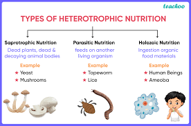 Heterotrophic Nutrition - Definition, Types, Examples - Teachoo
