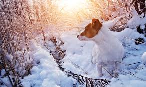 Image result for dogs in winter photos