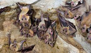 bats not a threat to public health but