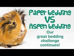 Paper Bedding For Guinea Pigs Odor