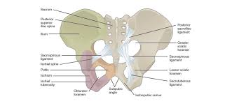 Enumerate the muscles of true pelvis. Anatomy Of The Abdominal Wall And Pelvic Floor Medical Library