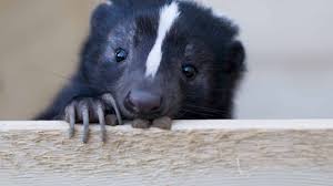 get rid of the skunk smell inside