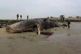 le havre un cachalot de 14 mètres