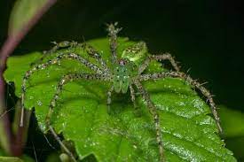8 intriguing green lynx spider facts