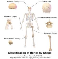 Bones And Skeletal Tissues Scientist Cindy