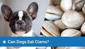 how-much-clams-can-a-dog-eat