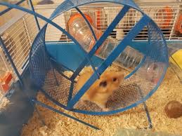 a hamster s running routine how much