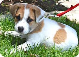 St bernard puppies typically are not quite so wrinkly. Los Angeles Ca St Bernard Meet Beethoven A Pet For Adoption