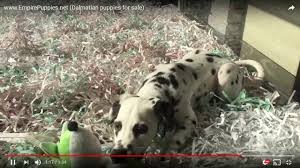 How to prepare for newborn puppies? Dalmatian Puppies For Sale From Reputable Dog Breeders