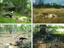 Allegations such as these are serious. Examples Of Australian Wildlife Scavenging On The Carcasses Of Animals Download Scientific Diagram