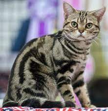 tabby cats facts details and breed